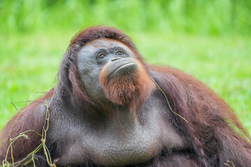 sad face of Bornean orangutan