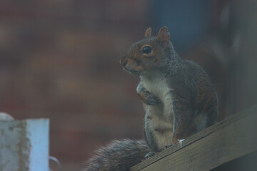 Obraz premium A lone grey squirrel perched on a fence