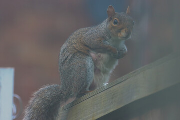 A lone grey squirrel perched on a fence