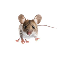  a Mus musculus Field mouse jumping, in motion, frontal view in Nature-themed, photorealistic illustrations in a PNG, cutout, and isolated. Generative AI