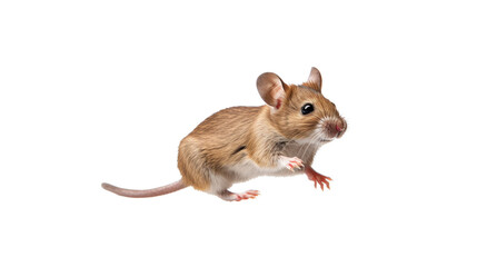 a Mus musculus Field mouse jumping, in motion, side and 3/4 view in Nature-themed, photorealistic illustrations in a PNG, cutout, and isolated. Generative AI
