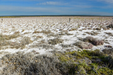 Salty soil in a dry lagoon, in the south of the province of La Pampa, Patagonia, Argentina.