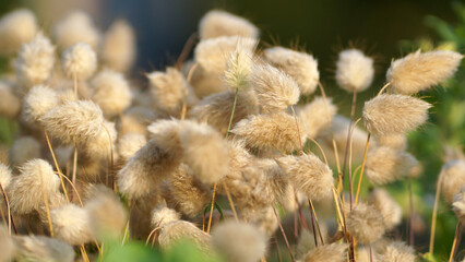 Hare's Tail grass blows in the breeze in a summer prairie garden.