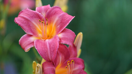 Mayan Gold Daylily in bloom in a summer garden.