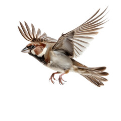 Fototapeta premium a House Sparrow in-flight in a Nature-themed, photorealistic illustration in a PNG format, cutout, and isolated. Generative AI