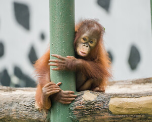 Bornean orangutan child