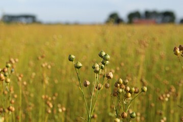 a ripe flax plant with its seeds closeup in a field in the dutch countryside in summer