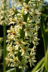 ホシオモト(星万年青)パイナップルリリー