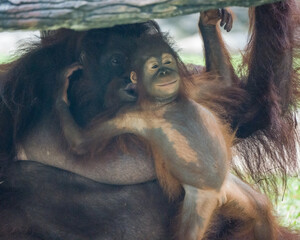 Bornean orangutan child