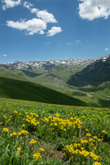 Fototapeta na wymiar Green grass colorful flowers. Blue sky with white clouds. Kaçkar Mountains, Rize Türkiye.
