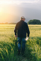 Checking the yield of grain crops at sunset. Man conducts experiments in field conditions.