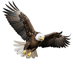 Fototapeta premium eagle flying isolated on white