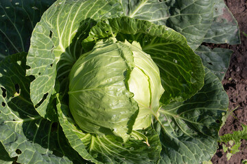 Gardening and agriculture concept Cabbage grows in the garden near the house - stock photo