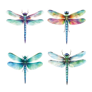  Set of dragonfly insect watercolor paint ilustration
