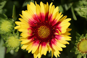 Gaillardia flower. Species known as Sunset Cutie.