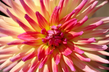 Close up of a Dahlia flower in full bloom. This is Karma Sangria Dahlia.