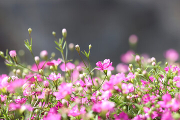 Close up pink gypsophila flowers also known as baby's breath.  Selective focus. Dark background.