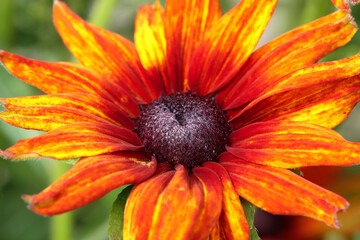 Rudbeckia Summerina Orange flower in full sun.