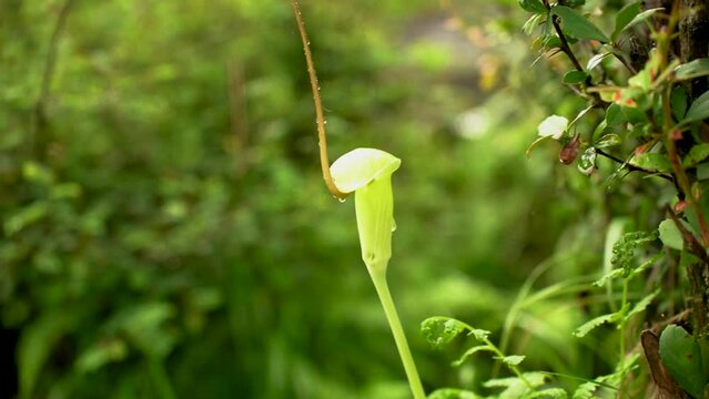 Snake flower Arisaema consanguineum (Himalayan Cobra Lily) seen during monsoon trek to Ali bugyal, Uttarkhand, India.