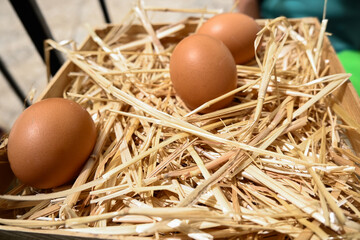 Huevos de gallina organicos