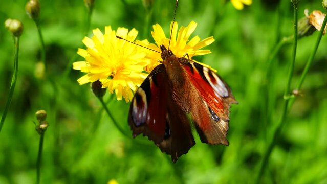 utterfly eats nectar on a yellow meadow flower..