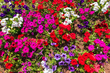 Red, white and pink flowers grow in the park in a flower bed