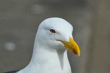 beautiful sea bird in southern Chile named Albatross