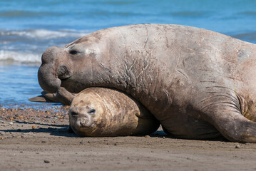 Obraz premium Elephant seal male and female mating, Peninsula Valdes, Patagonia, Argentina