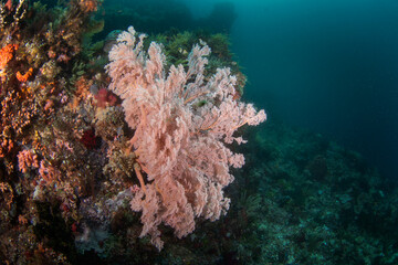 Naklejka na ściany i meble Gorgonia during dive in Raja Ampat. Knotenfacher on the bottom in Indonesia. Exotic traveling. 