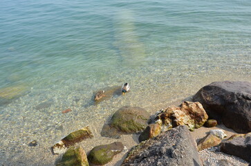Duck swimming in a river in Italy