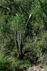 Cactus in calden forest landscape, La Pampa province, Patagonia, Argentina.