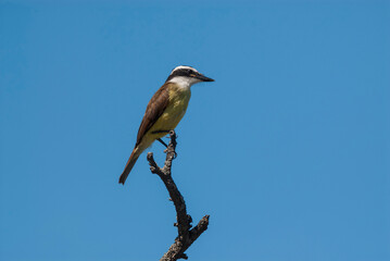 Great Kiskadee,  Pitangus sulphuratus, Calden forest, La Pampa, Argentina
