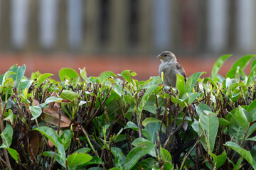Spatz auf der Hecke