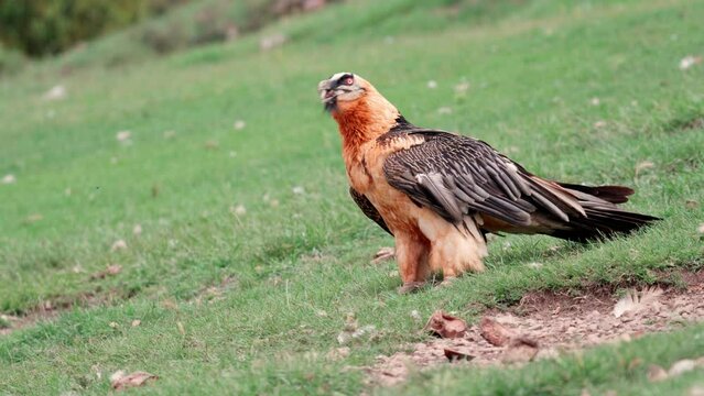 Bearded vulture (Gypaetus_barbatus) carrying a bone in his beak