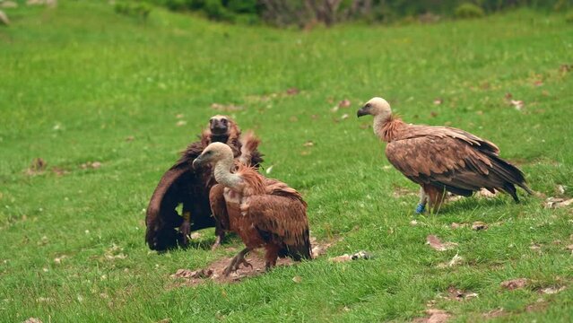 Vultures Gathering Together In A Feeding Station In The Pyrenees Mountains In Spain