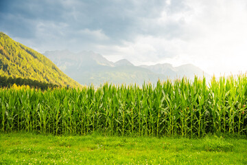 Obraz premium Corn field with Alps mountains in background in sunset light, Italy
