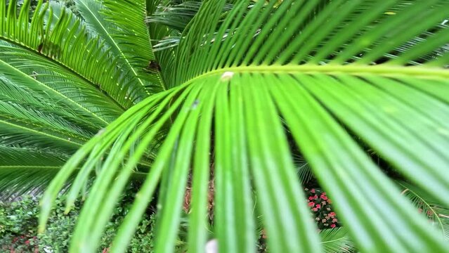 Green and wet Sago Cycas tree