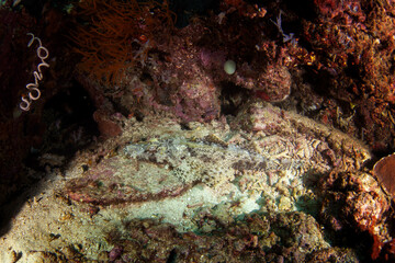 Crocodile Fish on the seabed in Raja Ampat. Cymbacephalus beauforti during dive in Indonesia. Crocodile flathead are hiding on the corals.