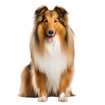 dog looking isolated on white