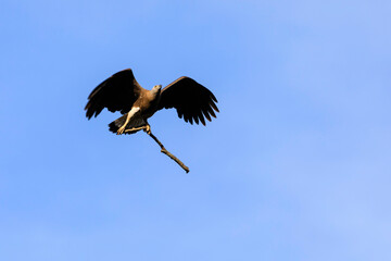 Grey-headed fish eagle in flight