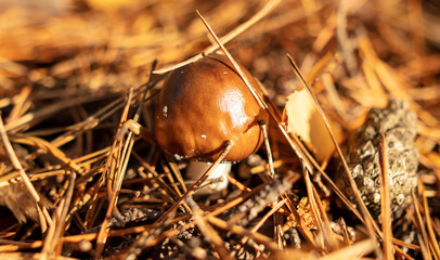 Butter mushrooms grow in the autumn forest. Close-up