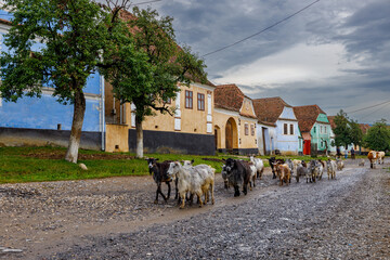 Goats in the village of Viscri in Romania	 - obrazy, fototapety, plakaty