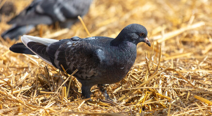 Portrait of a pigeon in dry straw
