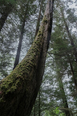 Fototapeta premium Lush woods rainforest jungle tree nature landscape scenery in Sitka Historical Park hiking trails with creeks, green bushes and vegetation in magic fairytale environment Baranof Island