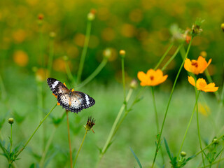 Flowers and Butterfly © Pongpichet
