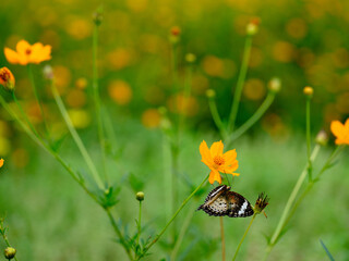 Flowers and Butterfly