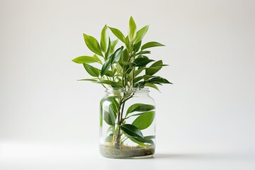 In the morning of the spring season, a beautiful arrangement of plant ruscus branches are placed in a transparent jar filled with water.