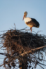 A white stork sits in a nest of branches against the sky
