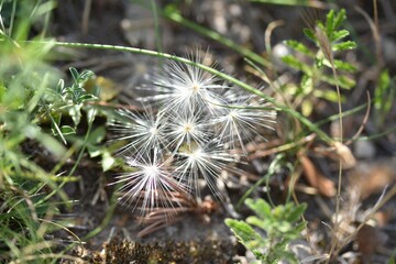 dandelion in the forest