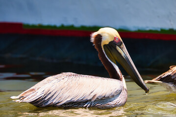 Close up of a pelican swimming in a creek.